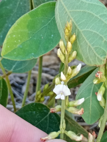 Neonotonia wightii, photograph 2
