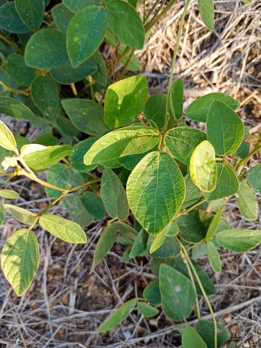 Neonotonia wightii, photograph 3