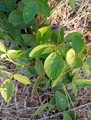 author not stated, no rights reserved Neonotonia wightii, photograph author not stated, no rights reserved
