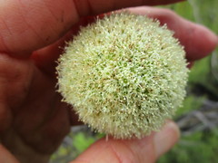 Hermas ciliata