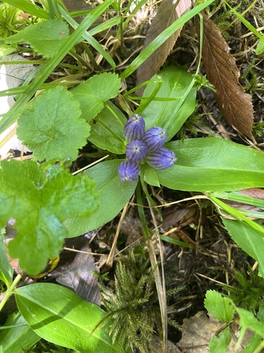 Gentiana clausa, photograph 2