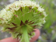 Hermas ciliata