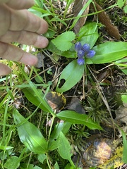 Gentiana clausa, photograph author not stated, no rights reserved
