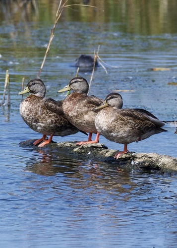 Mallard