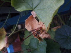 Polistes myersi