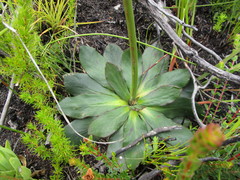 Hermas ciliata