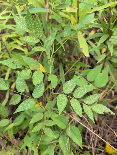American groundnut
