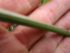 Hermas ciliata
