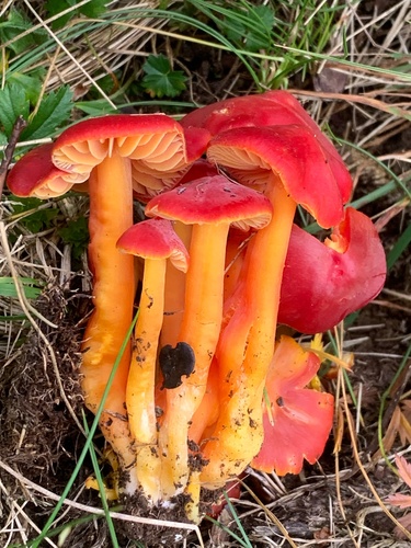 Hygrocybe splendidissima — (c) Manuela Fiorini, some rights reserved (CC BY)