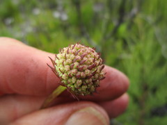 Hermas ciliata
