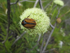 Hermas ciliata