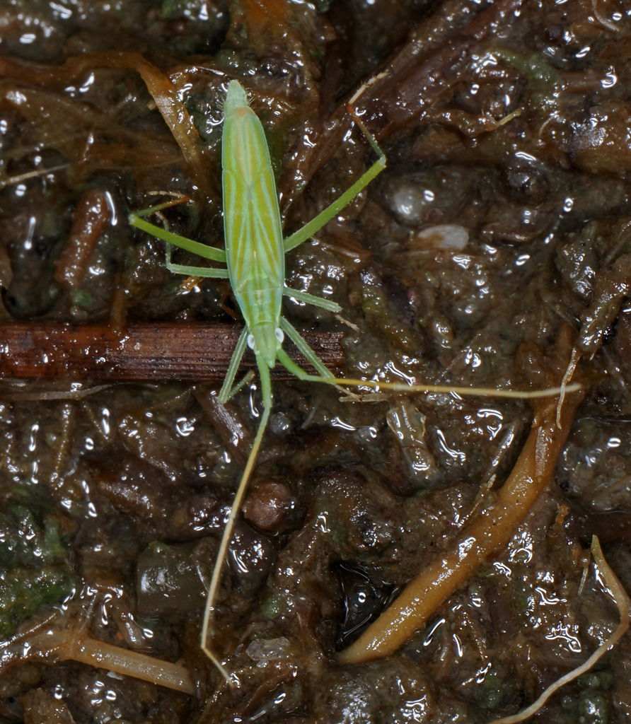 Mirid bug