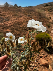 Argemone munita