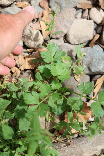 Apium graveolens, photograph 6
