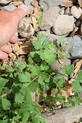 Apium graveolens, photograph author not stated, no rights reserved