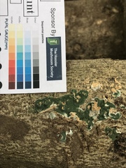 Trichoderma stilbohypoxyli