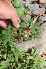 Apium graveolens, photograph author not stated, no rights reserved