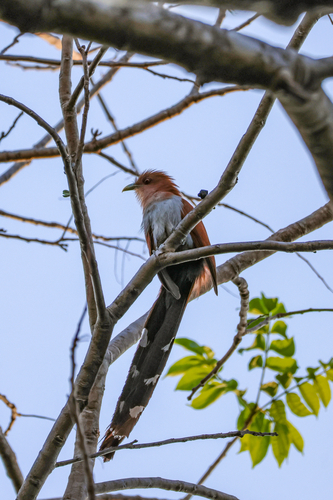 Common Squirrel-Cuckoo