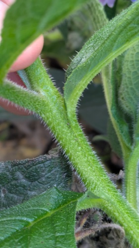 Symphytum × uplandicum, photograph 3