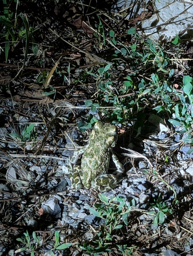 Green Toad