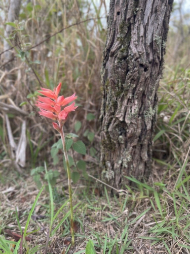 Leafless Beaked Lady Orchid