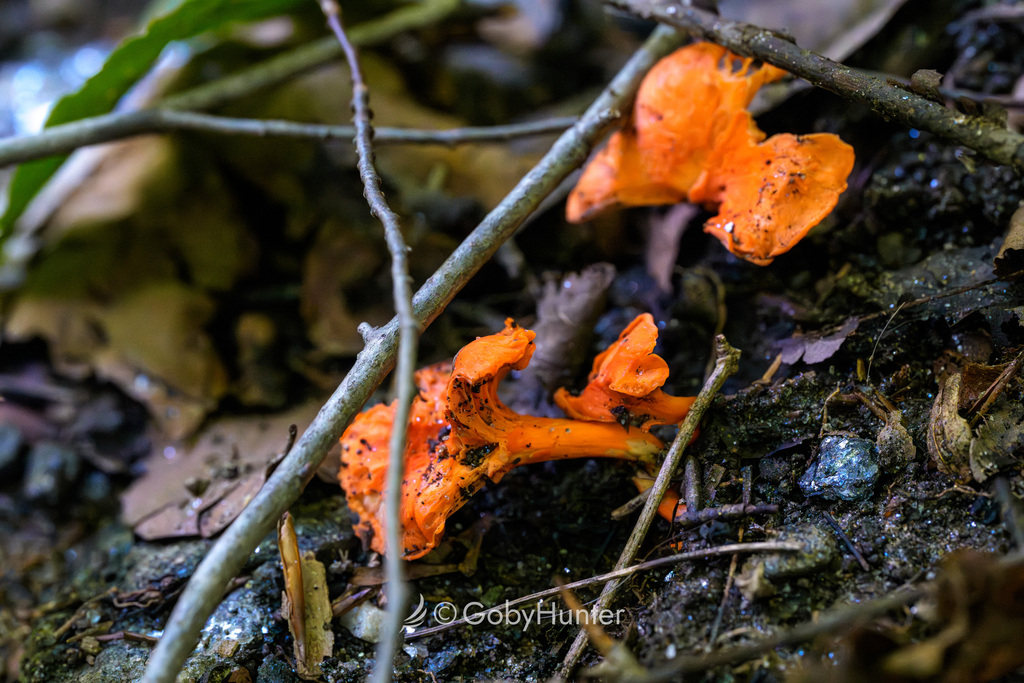 Red Chanterelle · September 2026 · photo: Photo: (c) GobyHunter, some rights reserved (CC BY) · iNaturalist