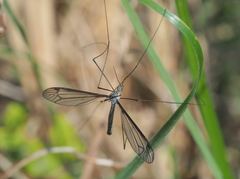 Tipula caesia