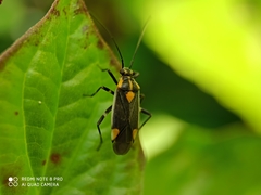 Capsodes flavomarginatus