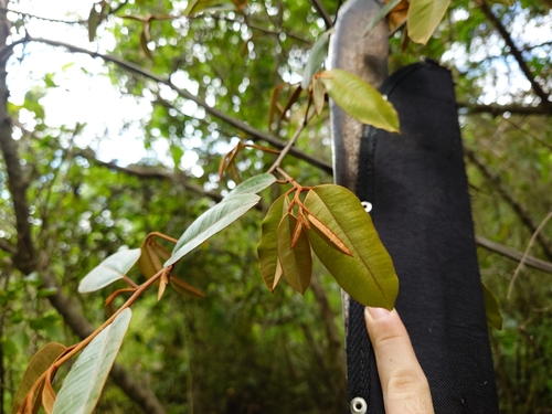 Chrysophyllum cainito observed 2026-09-05