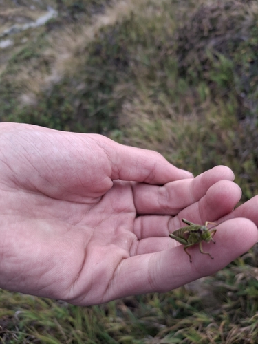 Green Mountain Grasshopper