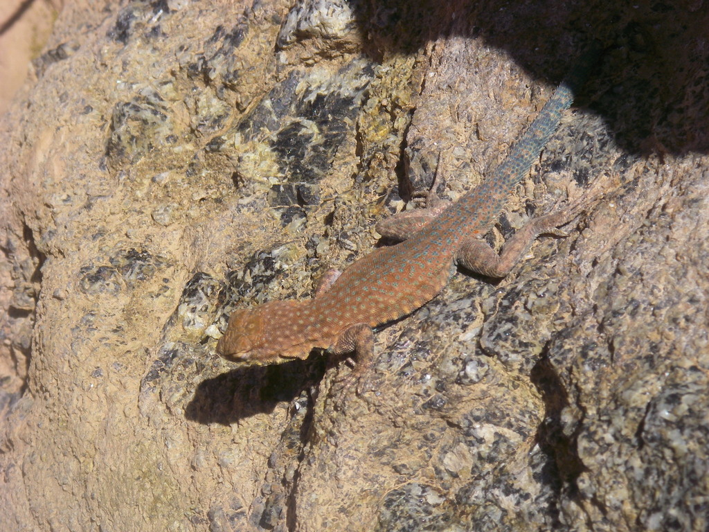 Dead Side-Blotched Lizard