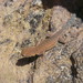 Dead Side-blotched Lizard - Photo (c) Al_HikesAZ, some rights reserved (CC BY-NC)
