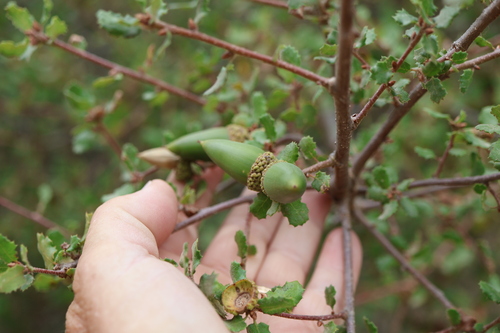 Quercus dumosa, photograph 4