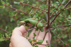 Quercus dumosa, photograph author not stated, no rights reserved