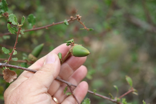 Quercus dumosa, photograph 5