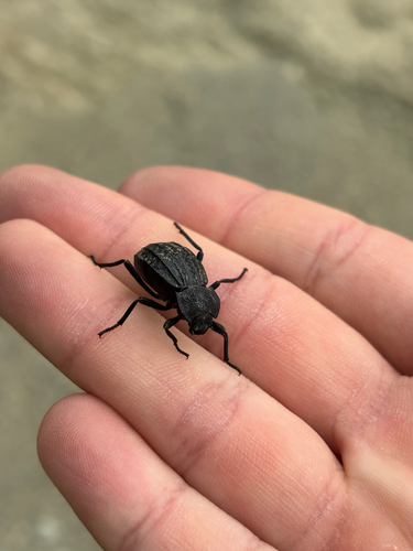 Philolithus sordidus