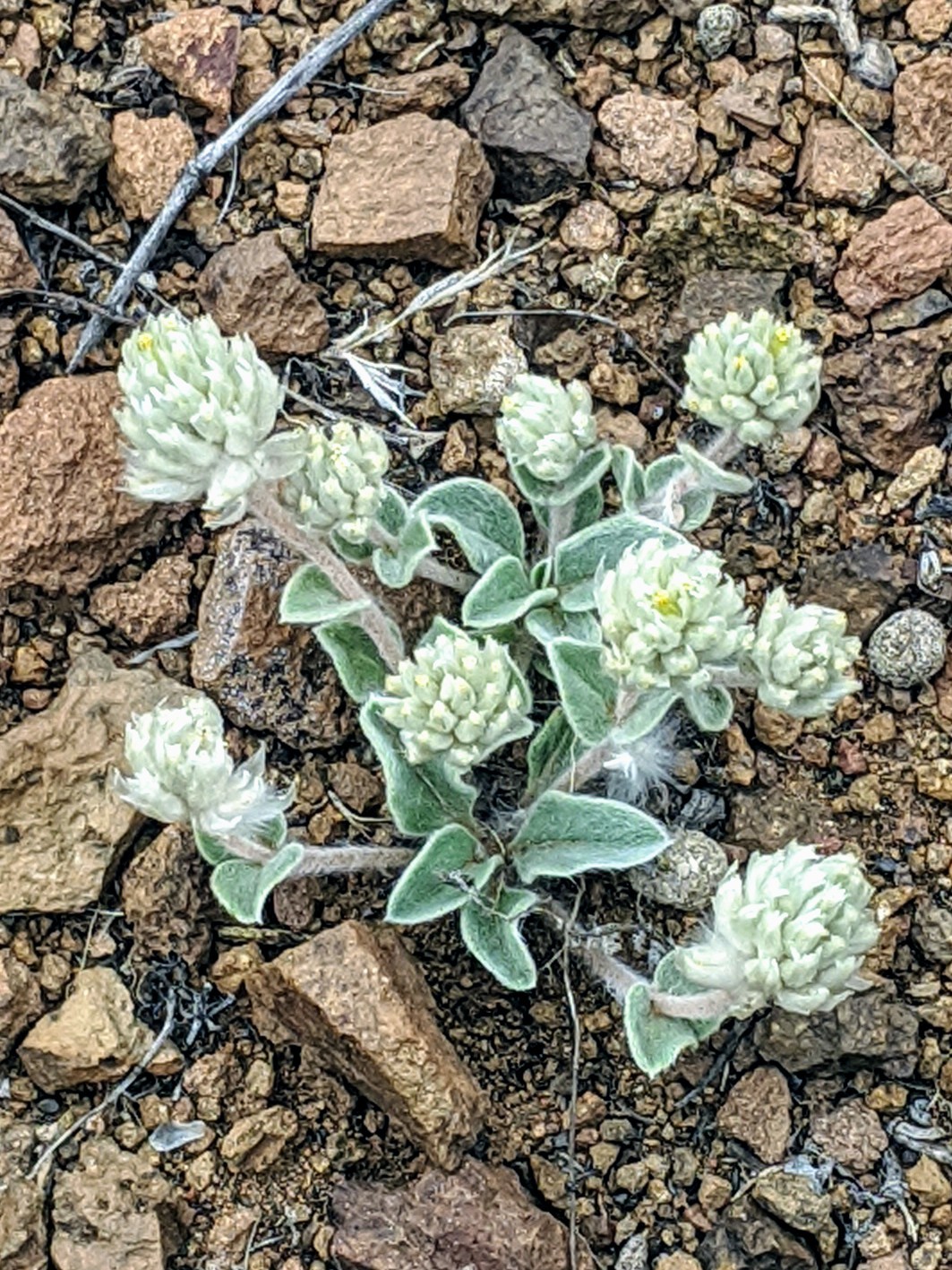 Gomphrena caespitosa