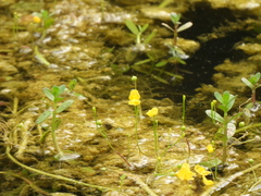 Utricularia gibba, photograph (c) Craig Hensley, some rights reserved (CC BY)