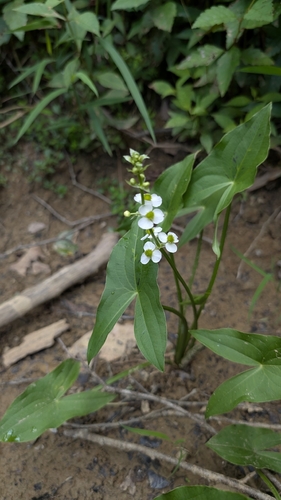 Appalachian Arrowhead