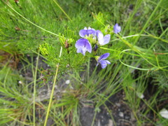 Psoralea azuroides