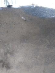 Armadillidium vulgare