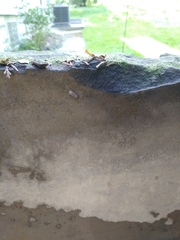 Armadillidium vulgare