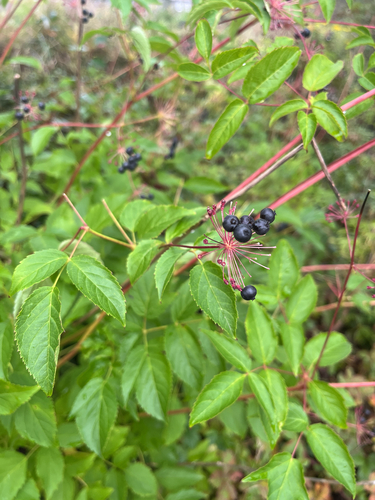 bristly sarsaparilla
