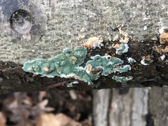 Trichoderma stilbohypoxyli