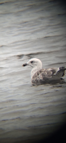 Lesser Black-backed Gull