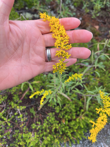 field goldenrod