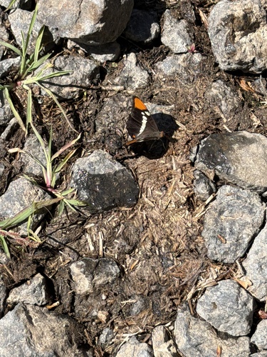 iNaturalist observation photo of Sisters