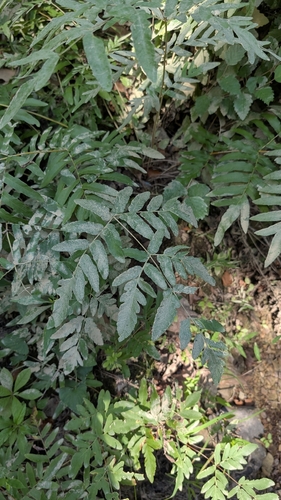 American Royal Fern