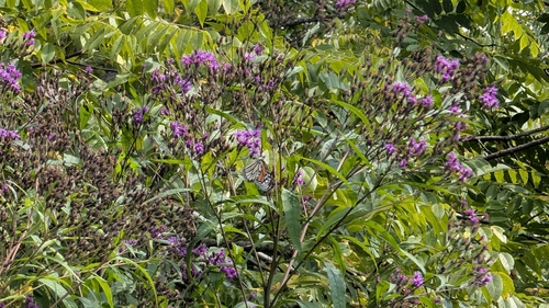 Monarch