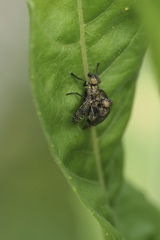 Platystoma seminationis
